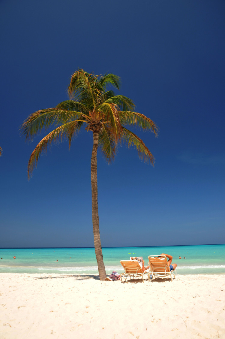 palm tree and sunbeds on beach with bright blue sky