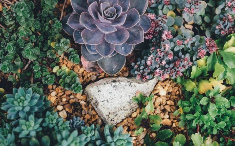 cactus plants in garden from above