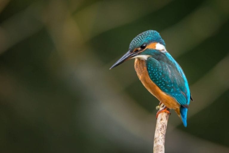 garden wildlife