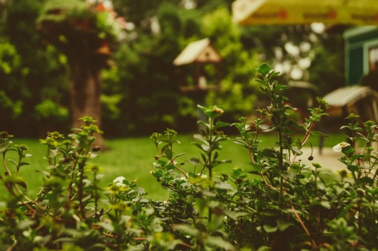 garden with green plants and wooden bird table