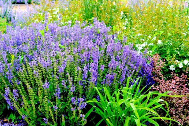 purple flowers next to other green plants in garden