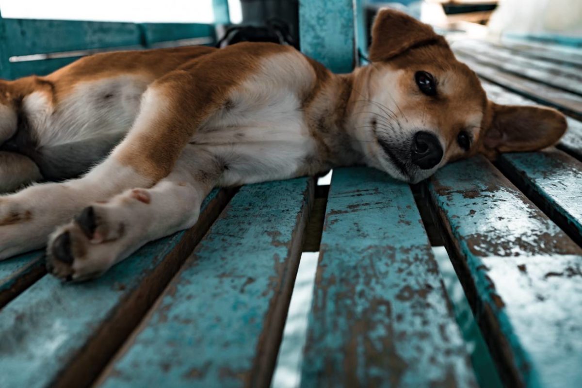 puppy_unsplash