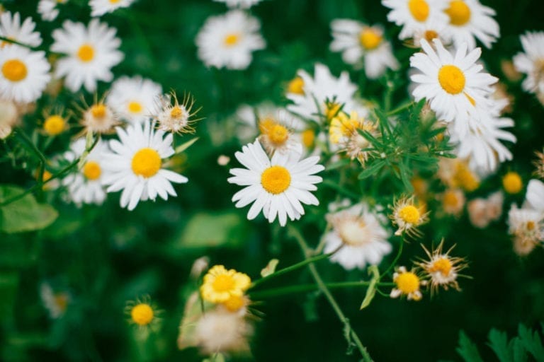 The Garden Makeover Project – Creating and Maintaining a Lawn, With Wickes