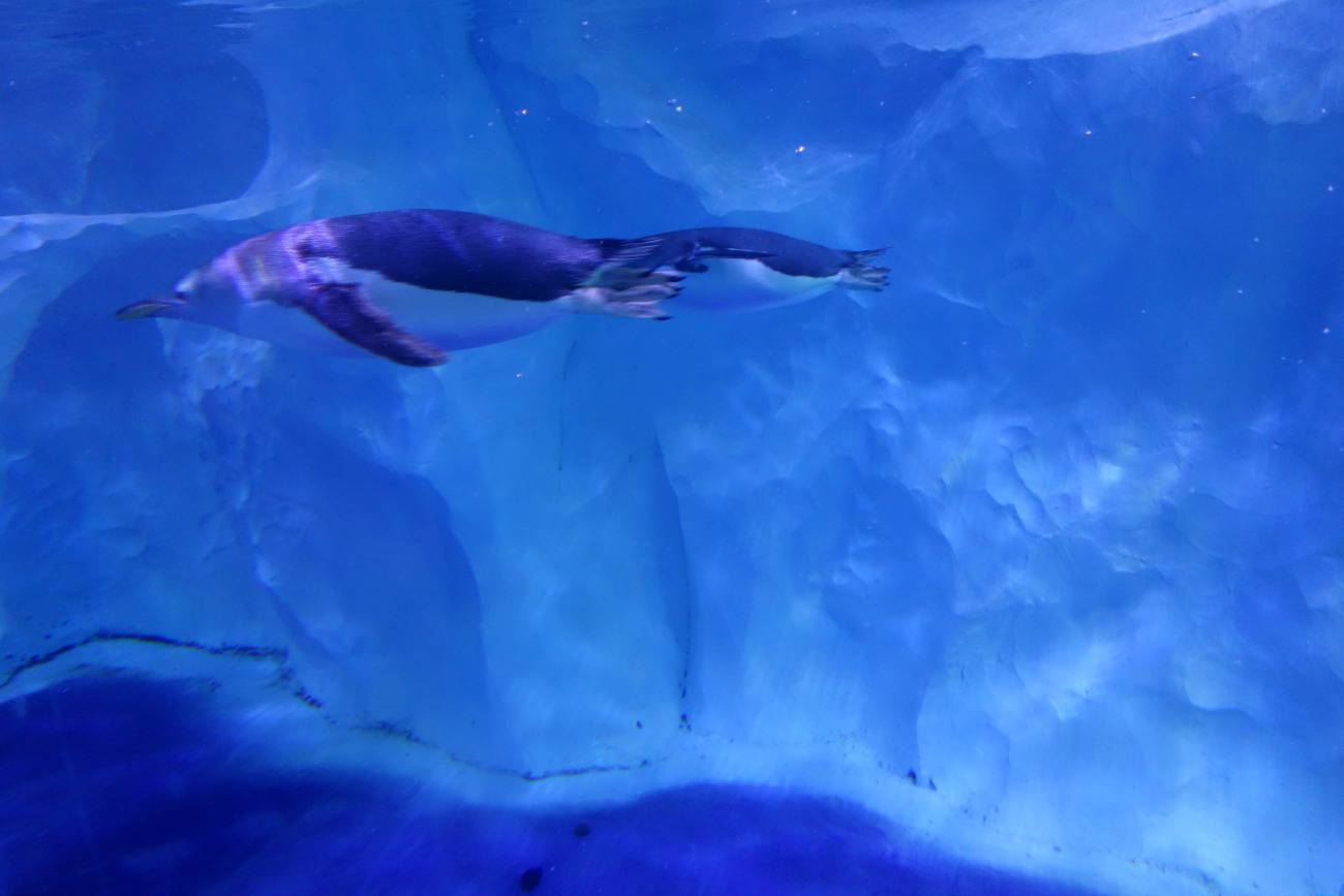 National Sealife Centre Birmingham