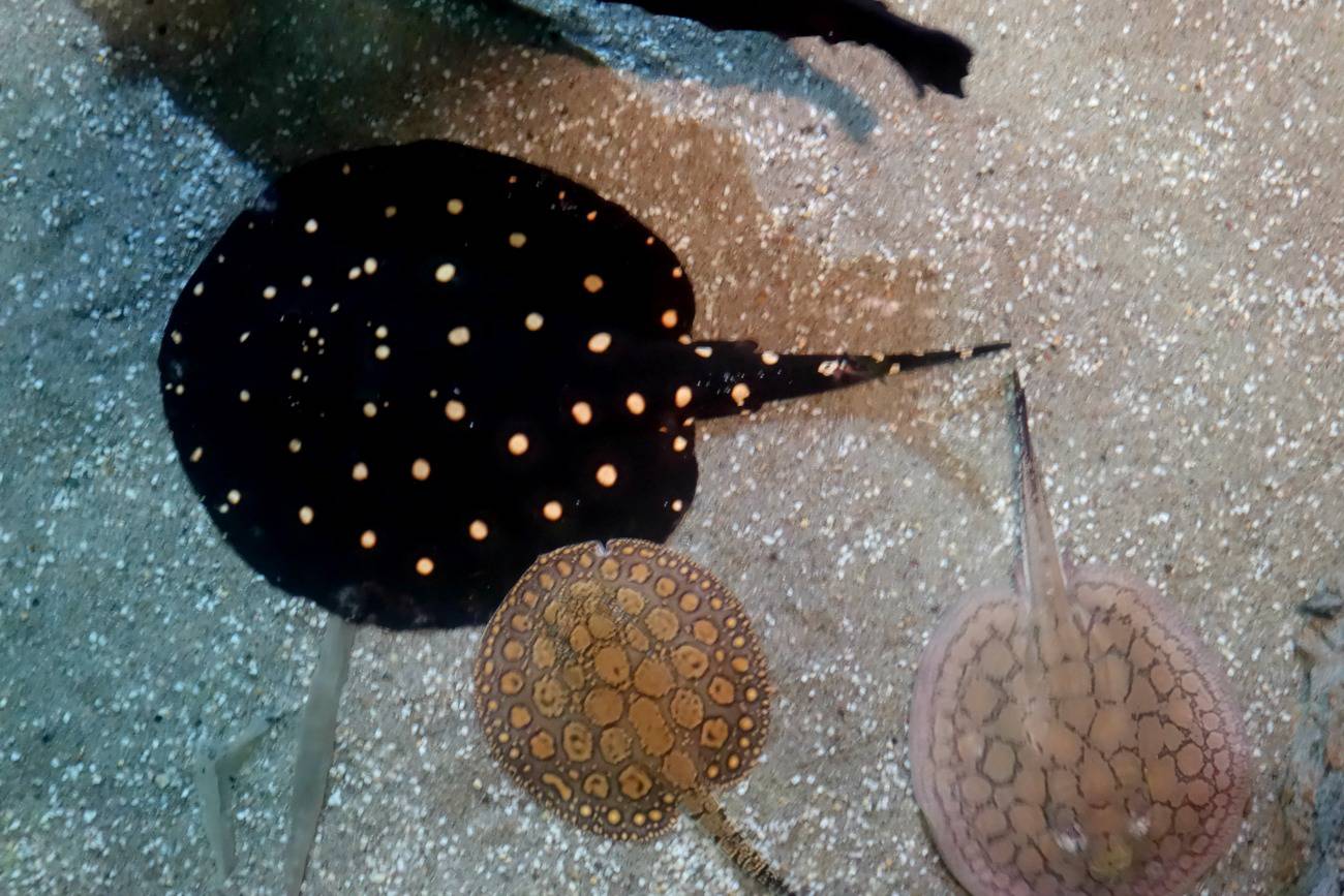 National Sealife Centre Birmingham