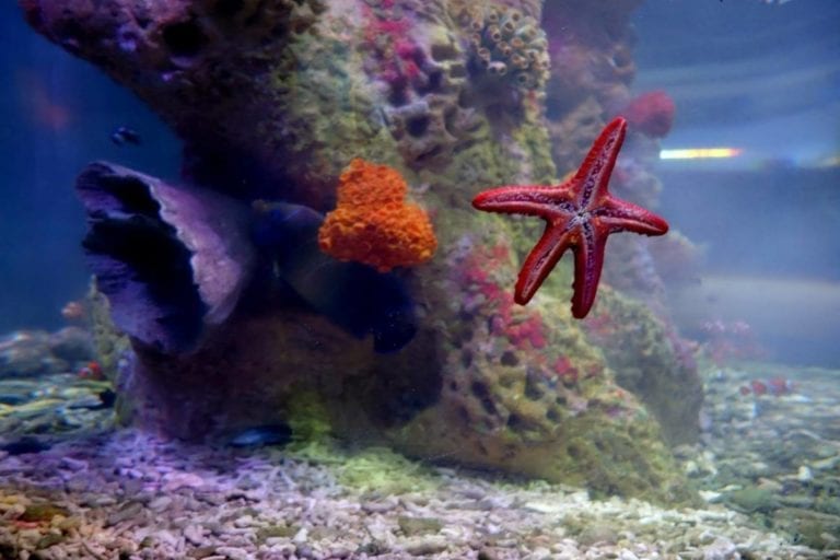 National Sealife Centre Birmingham