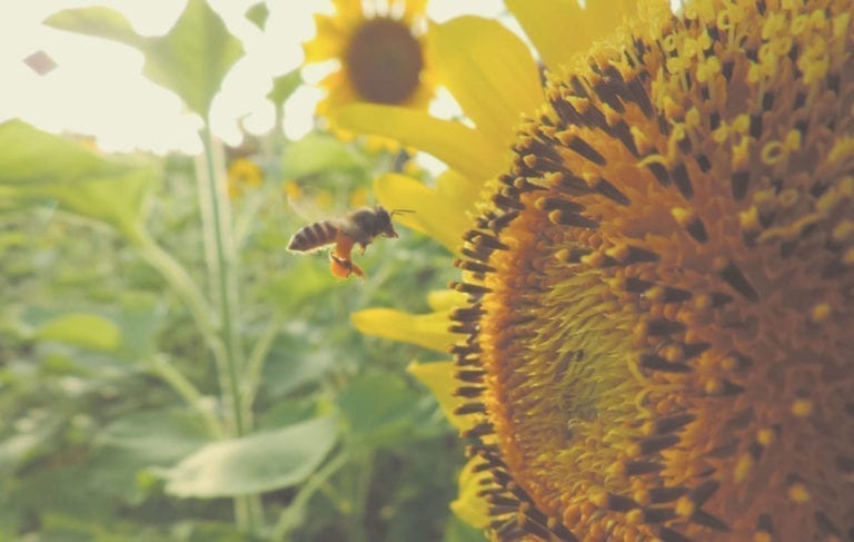 Top Tips for Revamping Your Garden This Spring
