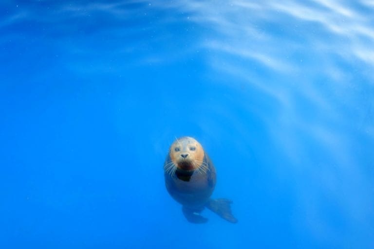 4 Things We Love About the Sea Life Sanctuary, Scarborough // Plus the Merlin Annual Pass Summer Sale!