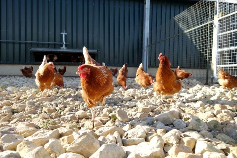 Happy Eggs Come From Happy Hens – A Day in the Life of a happy egg co. Farmer