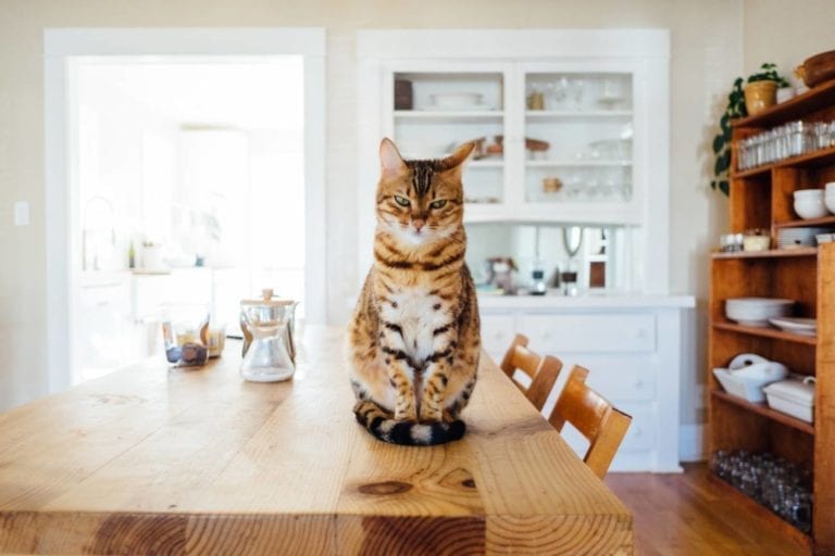 A Festive Food Guide to Keep Your Pets Safe This Christmas