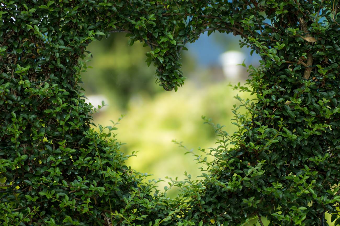 Last-Minute Summer Garden Suggestions