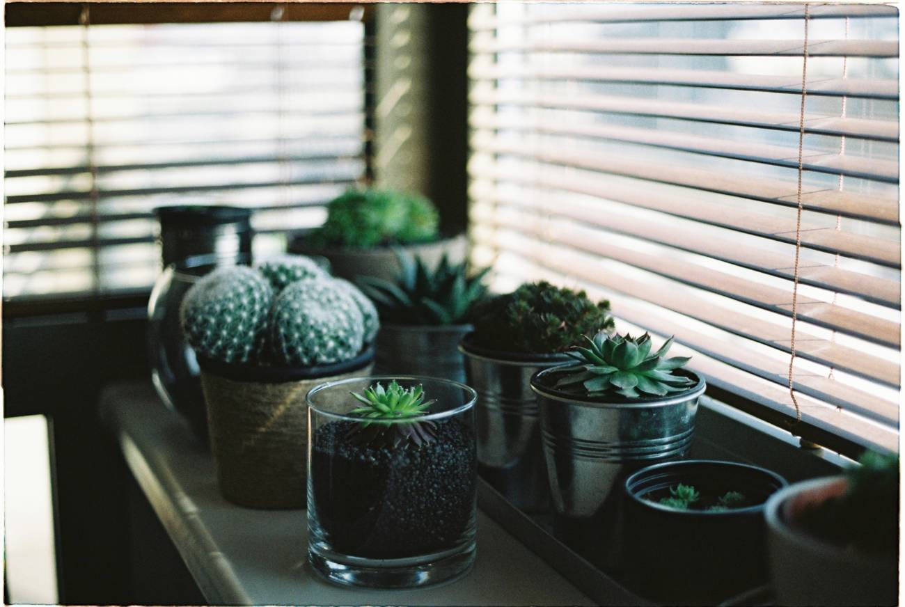 succulent plants in pots on windowsill