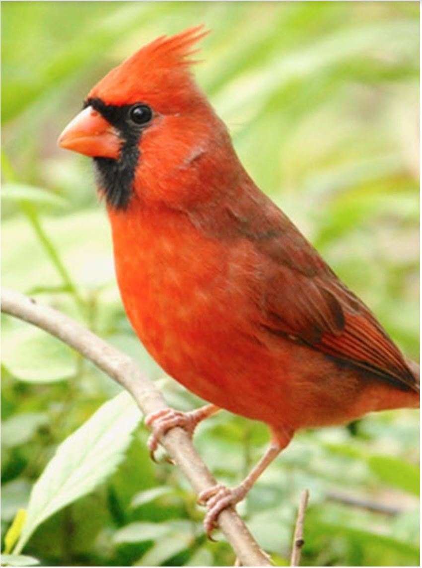 orange and black bird on branch