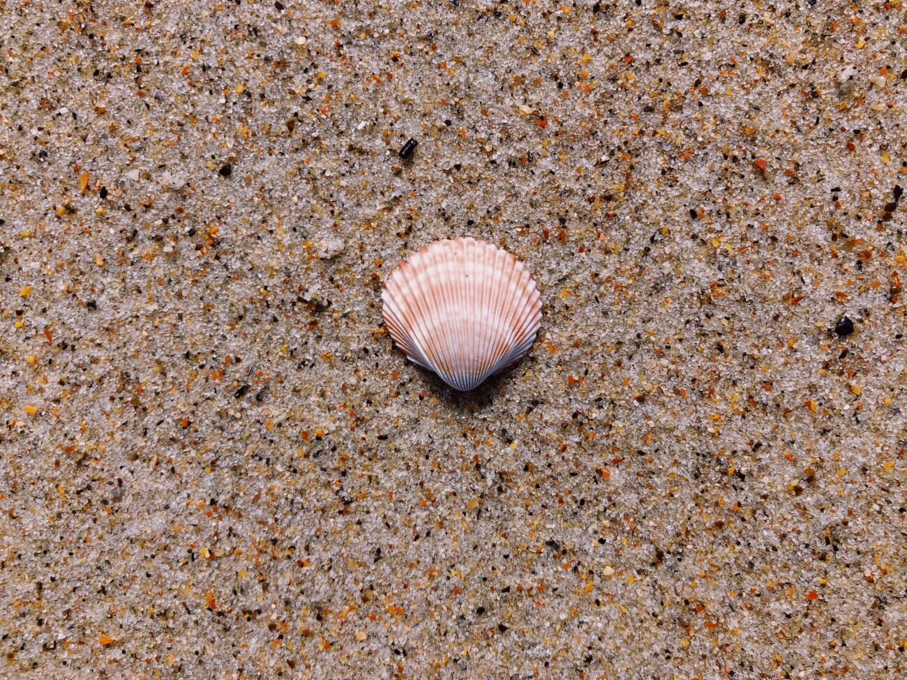 seashell on sand