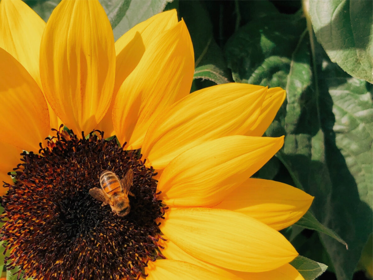 The Nifty Little Device for Insect Stings and Bites | Bite Away Review & Giveaway (Ended)