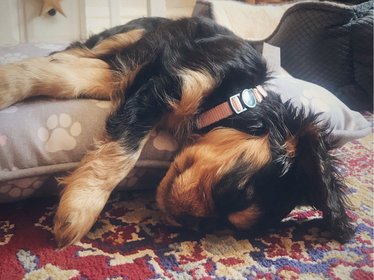 The First Year With a Puppy, by Ava