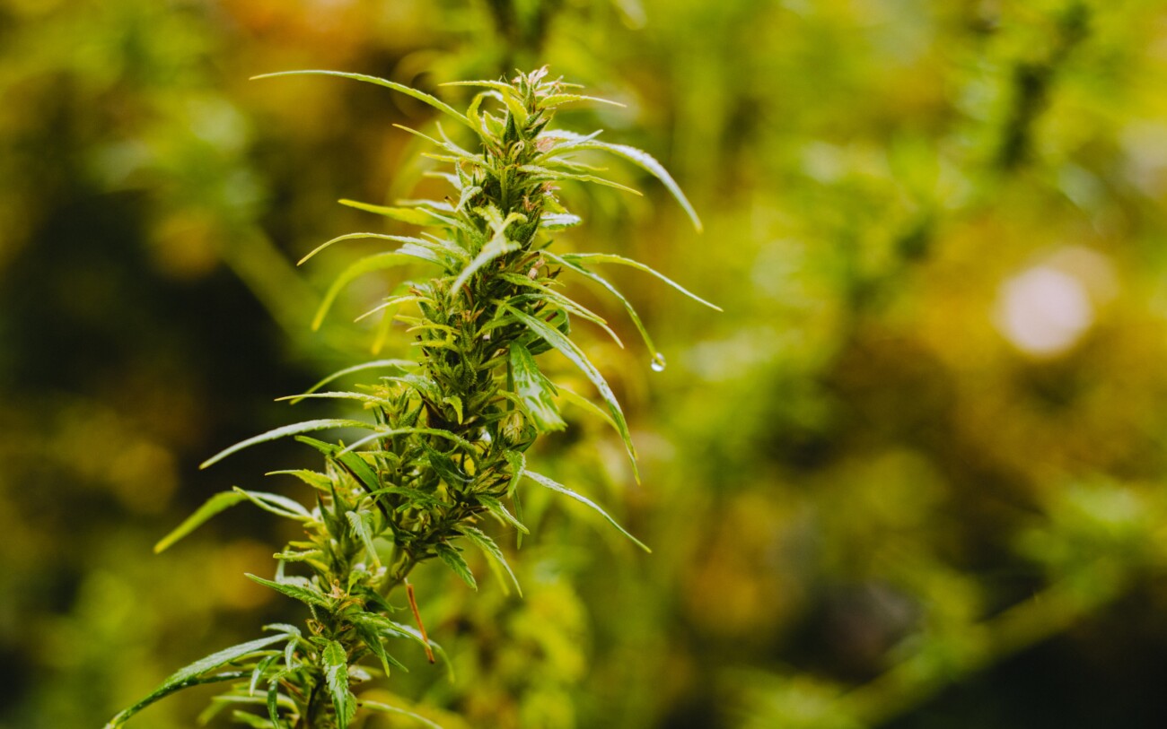 Realising the Benefits of Recreational Marijuana