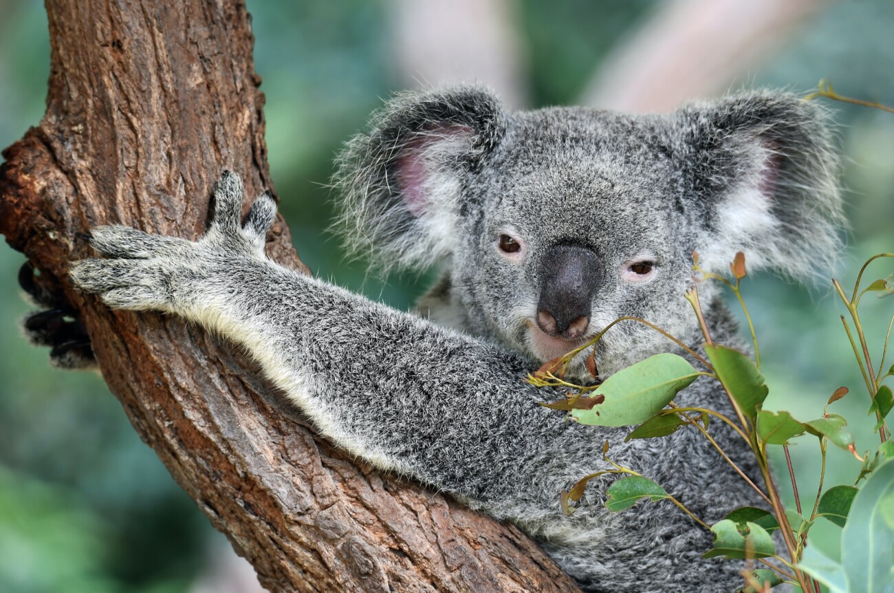 grey koala on tree branch