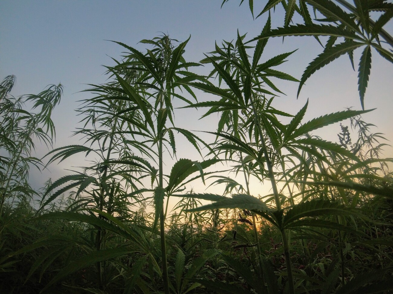 5 Ways CBD Can Benefit Women