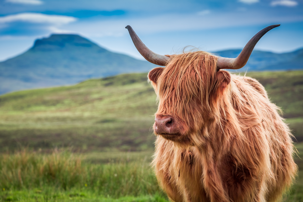 Five Reasons Scotland Should Be on Your Travel Bucket List
