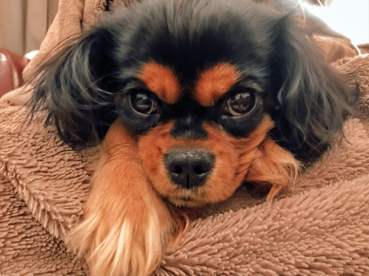 black and tan cavalier on blanket looking into the camera
