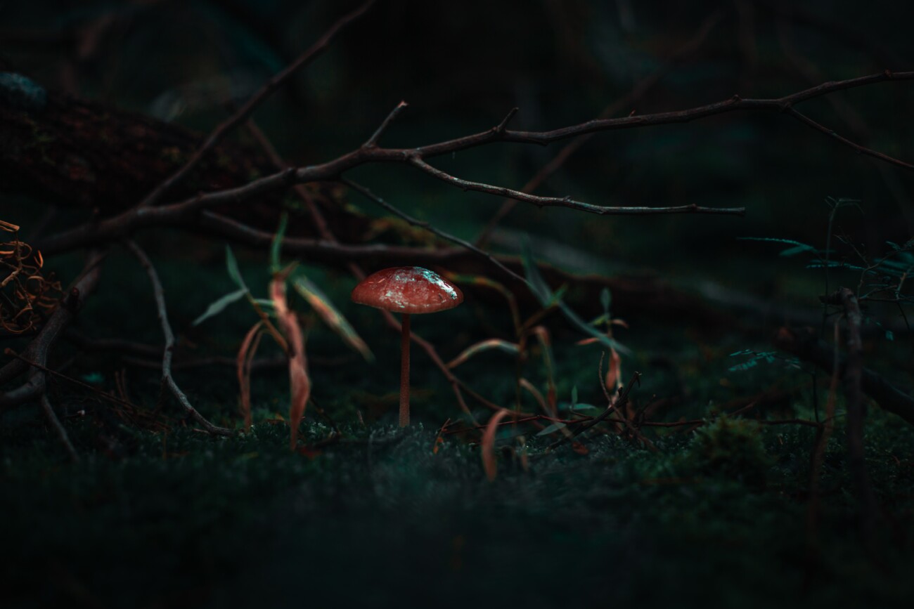 Psilocybin Mushrooms: A Beginner’s Guide