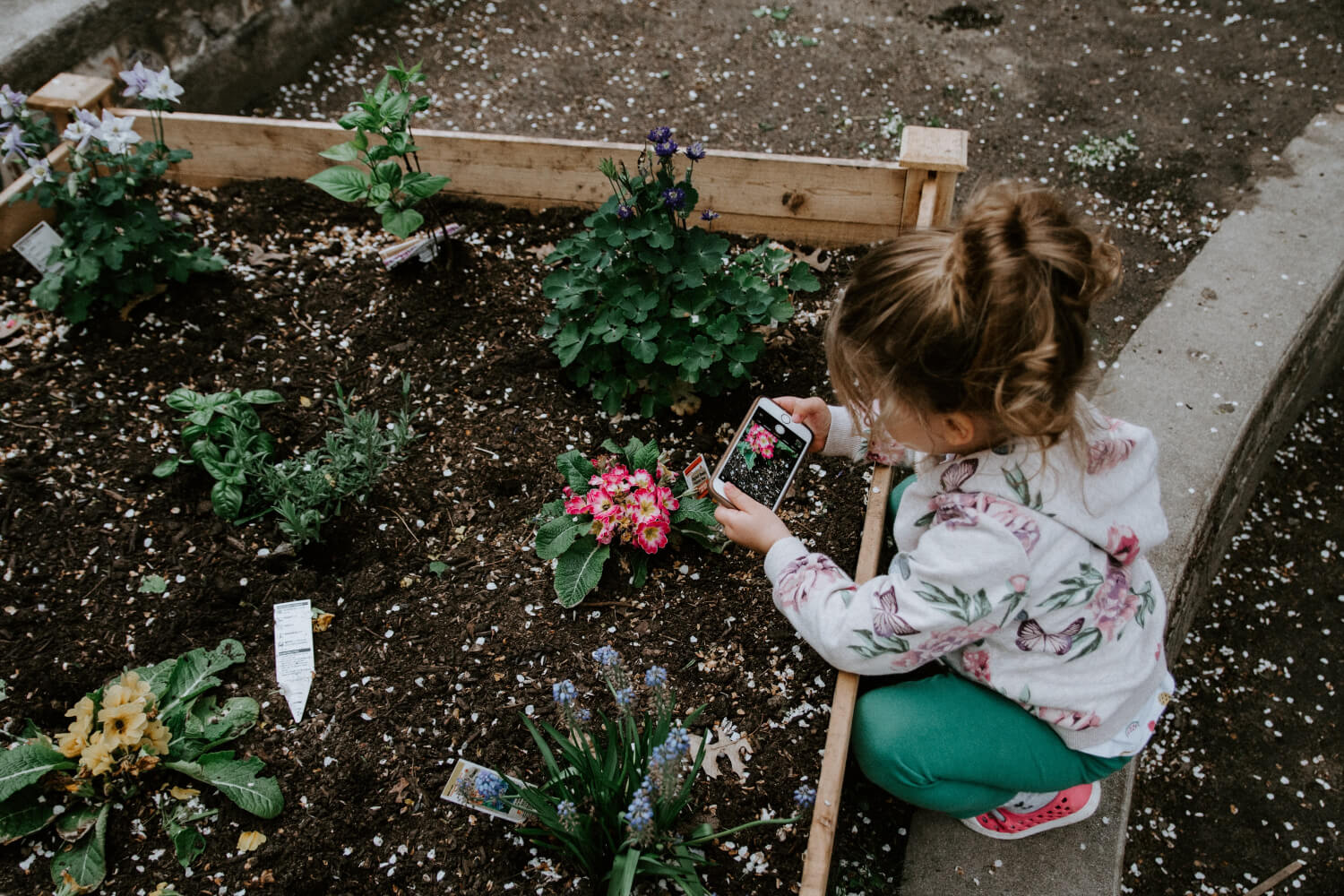 young girl crouching down and taking a photo on a phone of a rasied planting area