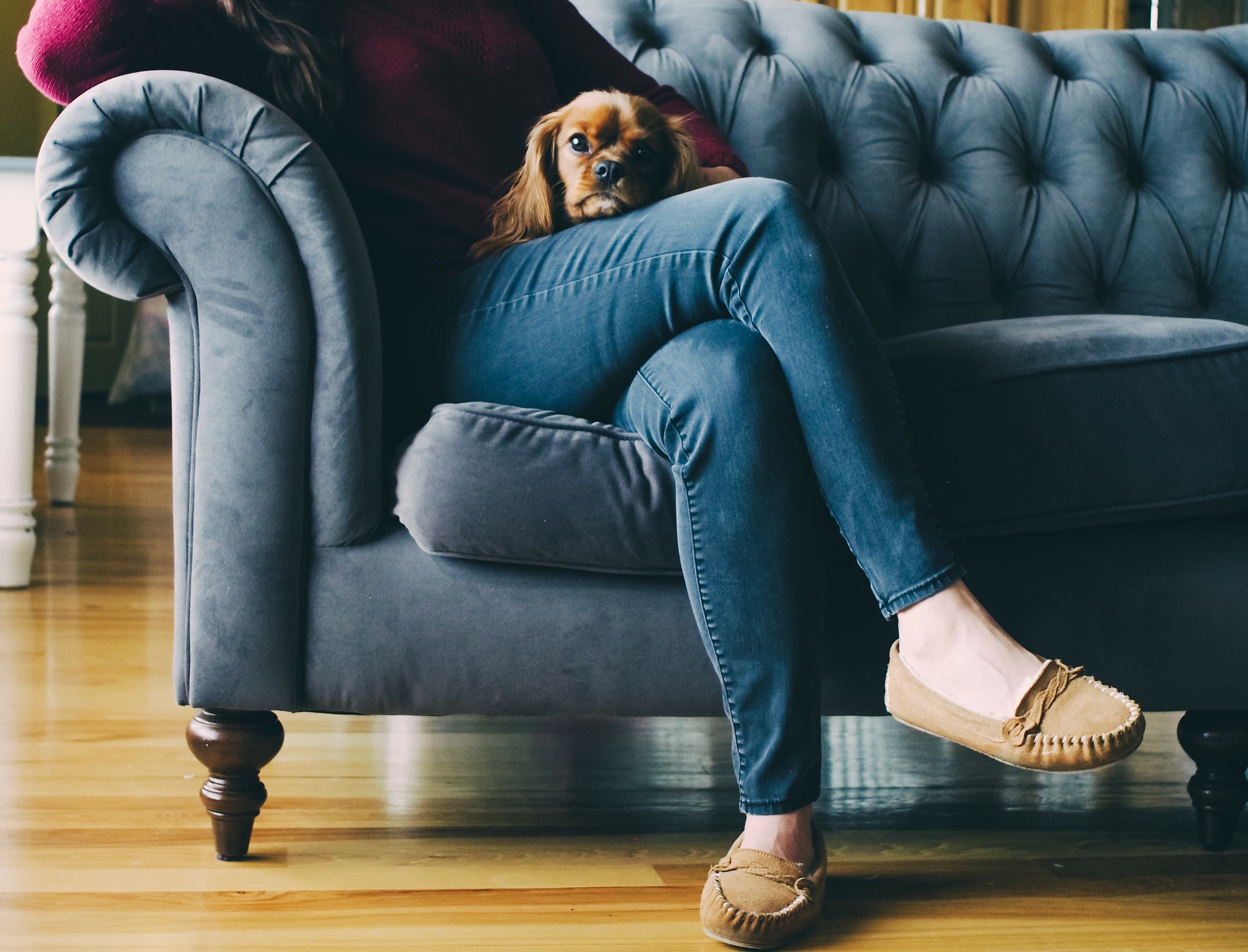 ruby red cavalier dog on woman's knee who is sitting on sofa