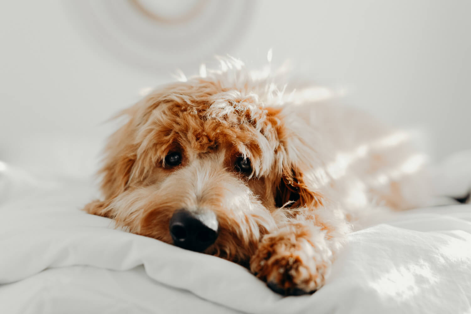 Welcoming a Dog into Your Home This Christmas? Here’s How to Prepare