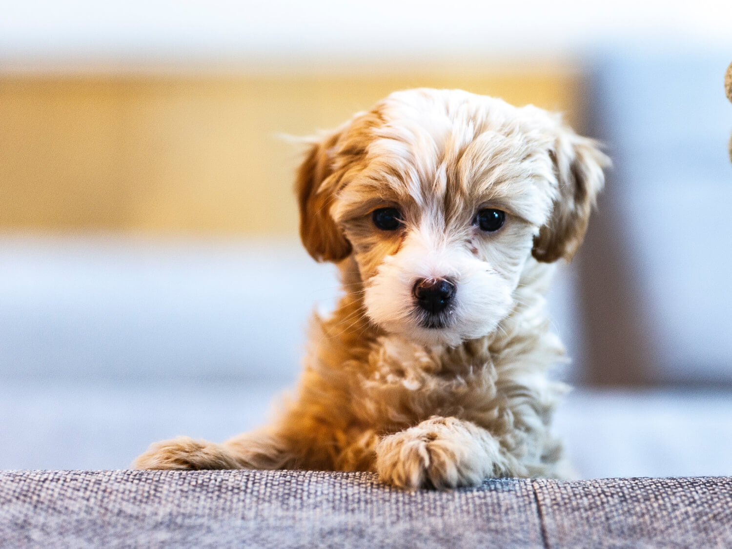 Different Types of Dog Treats & Why They are Important for Your Dog