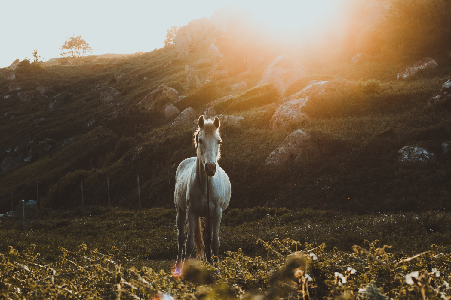 Everything You Should Know Before Getting Your First Horse