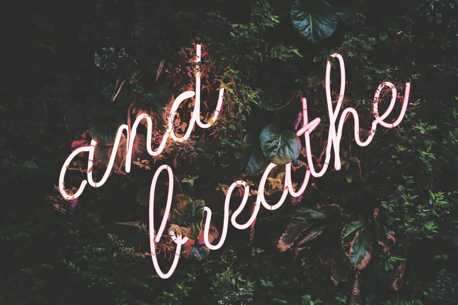 and breathe words lit up on bush