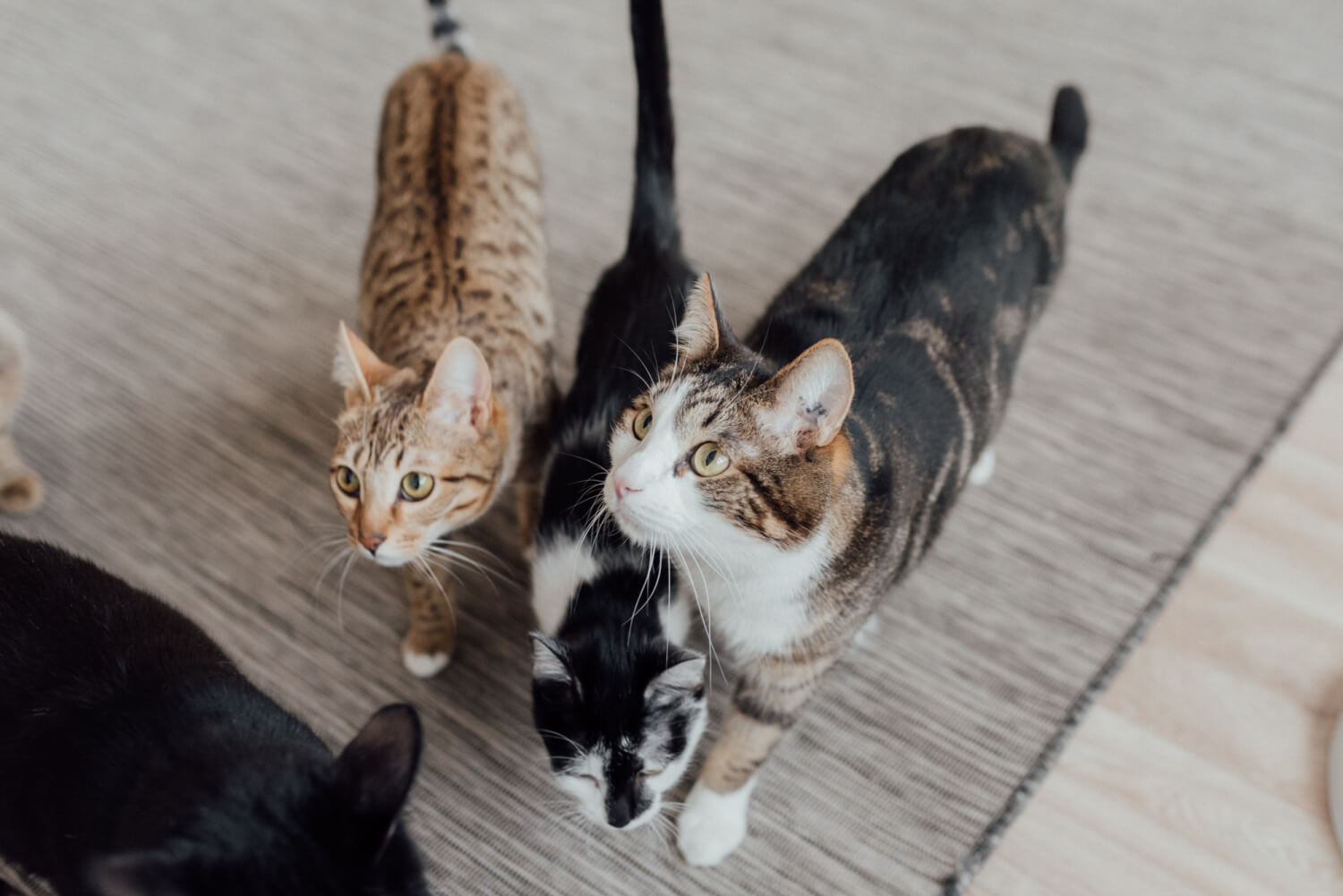 Top Ways a Pet Can Benefit Your Family&nbsp;