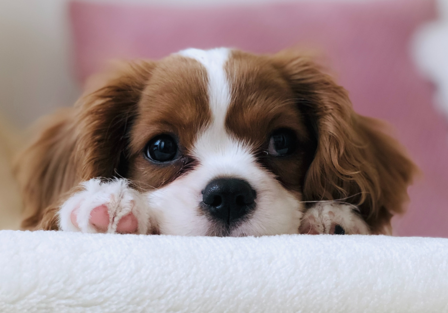 blenheim cavalier puppy peeping over sofa with paws