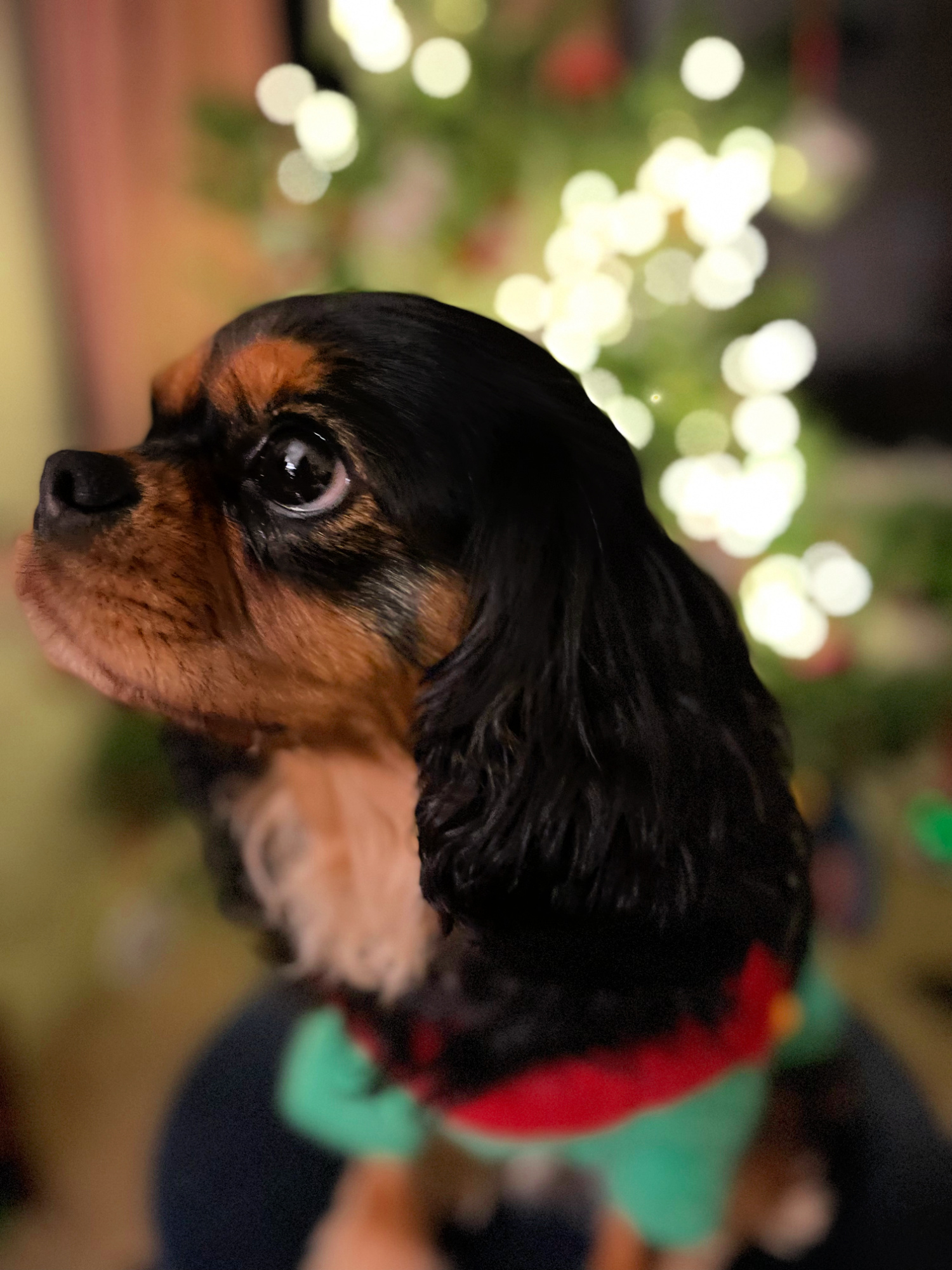 Merry Christmas!