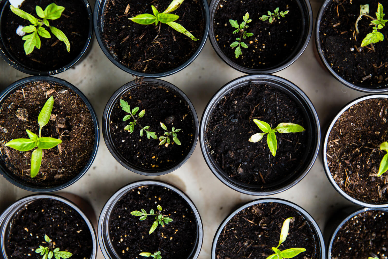 Five Ways To Make Your Home More Sustainable in 2025