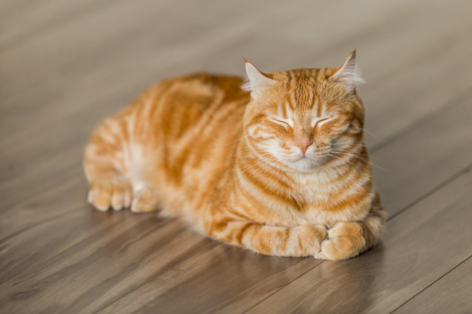 How You Can Start Helping Your Feline Friend Settle into Your New House