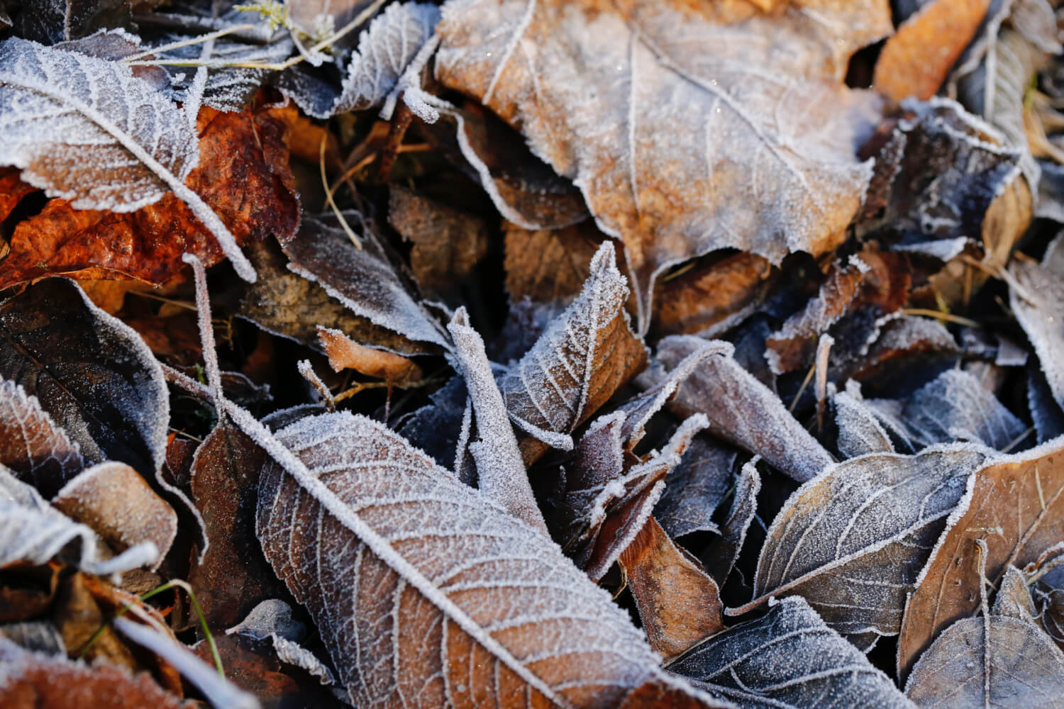 November Giveaway: Win a £50 Amazon Voucher! (Ended)