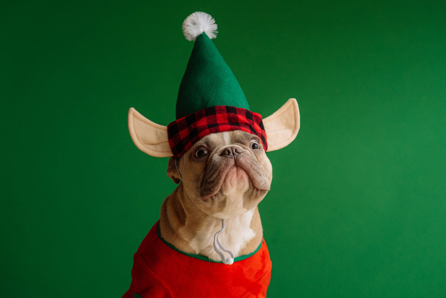 dog dressed as elf for christmas with green background