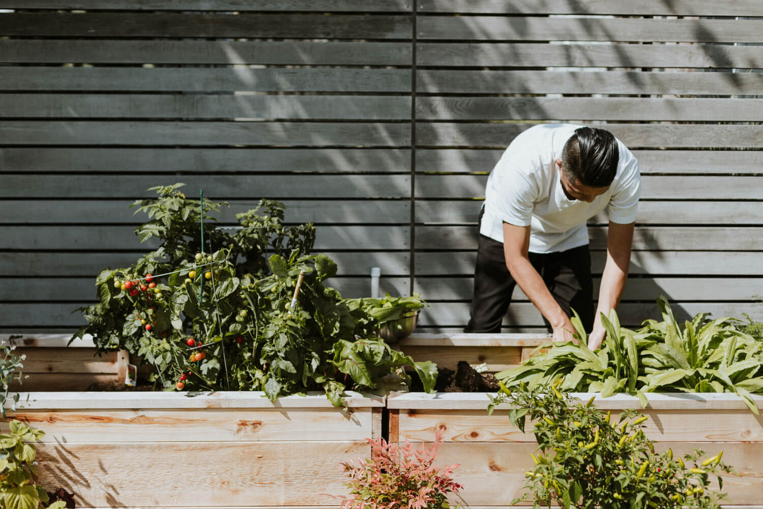 Top Tips for Growing Your Own Vegetable Garden