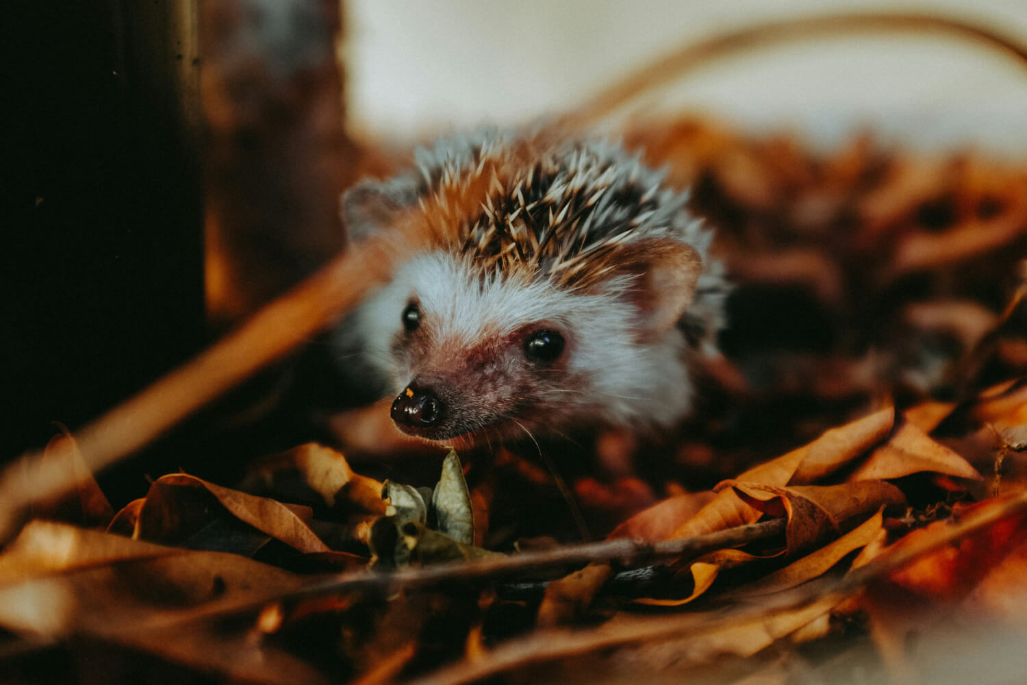 How to Prepare Your Garden for Hedgehog Season
