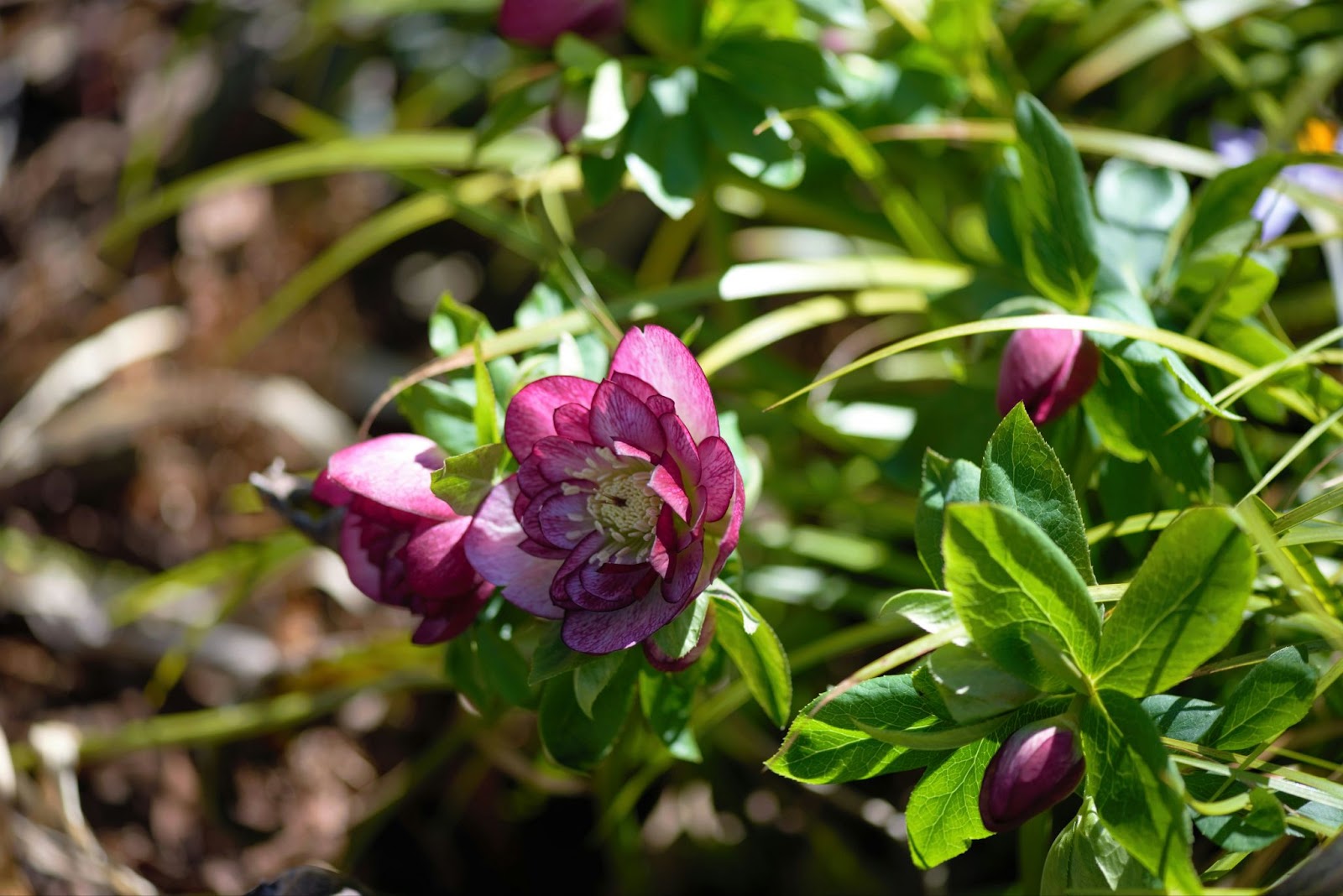 How to Tackle a Messy Garden