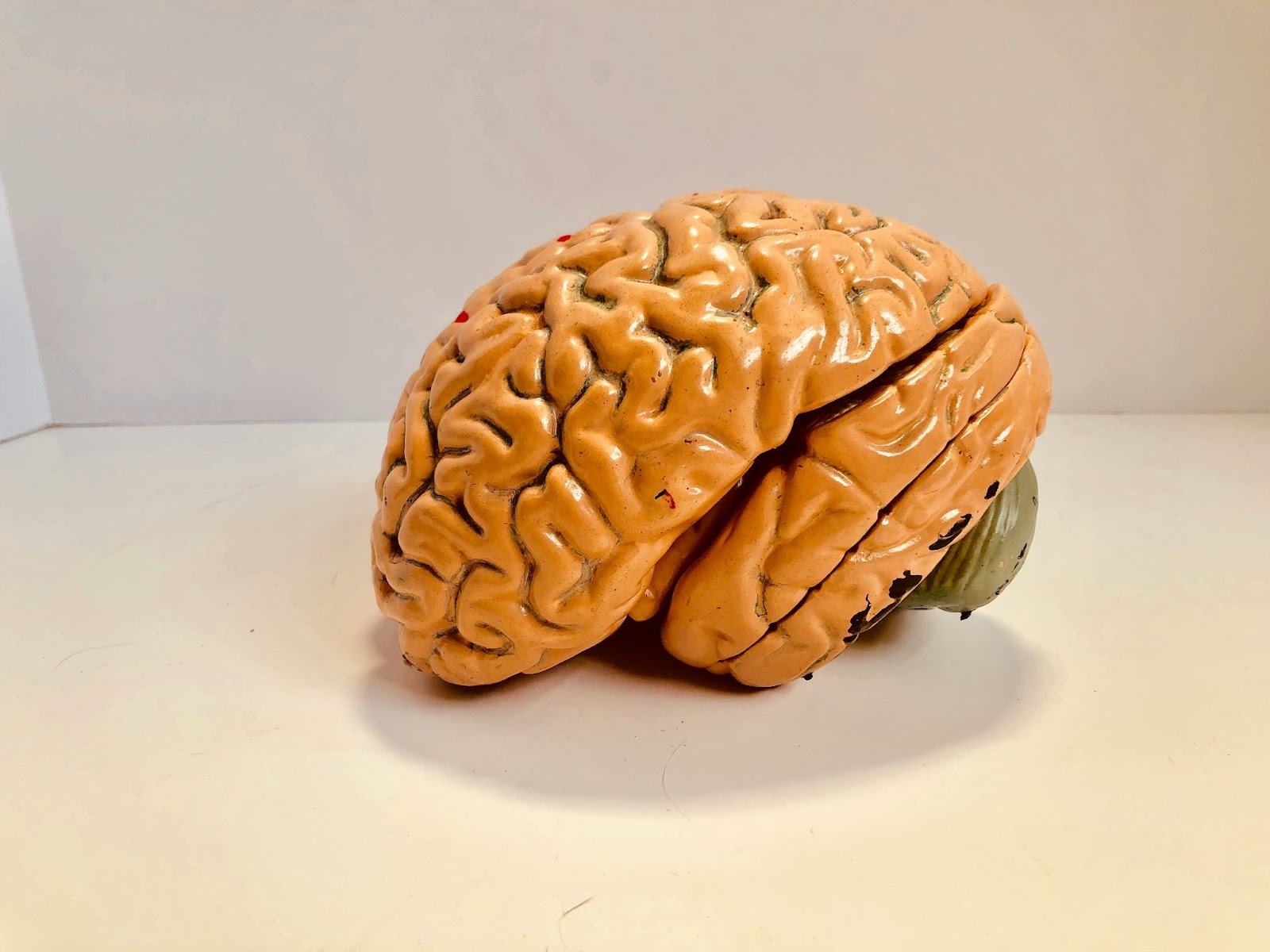 model of human brain