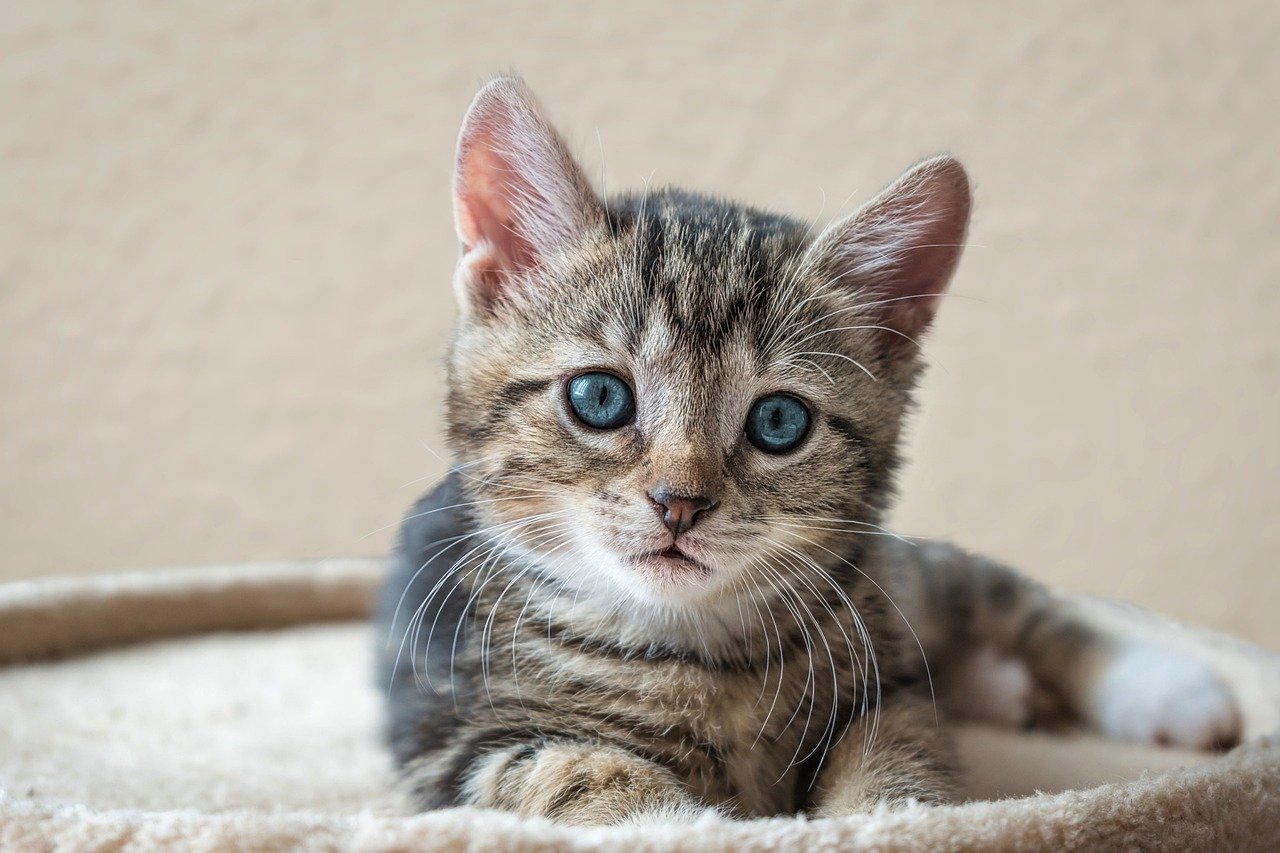 european shorthair tabby kitten