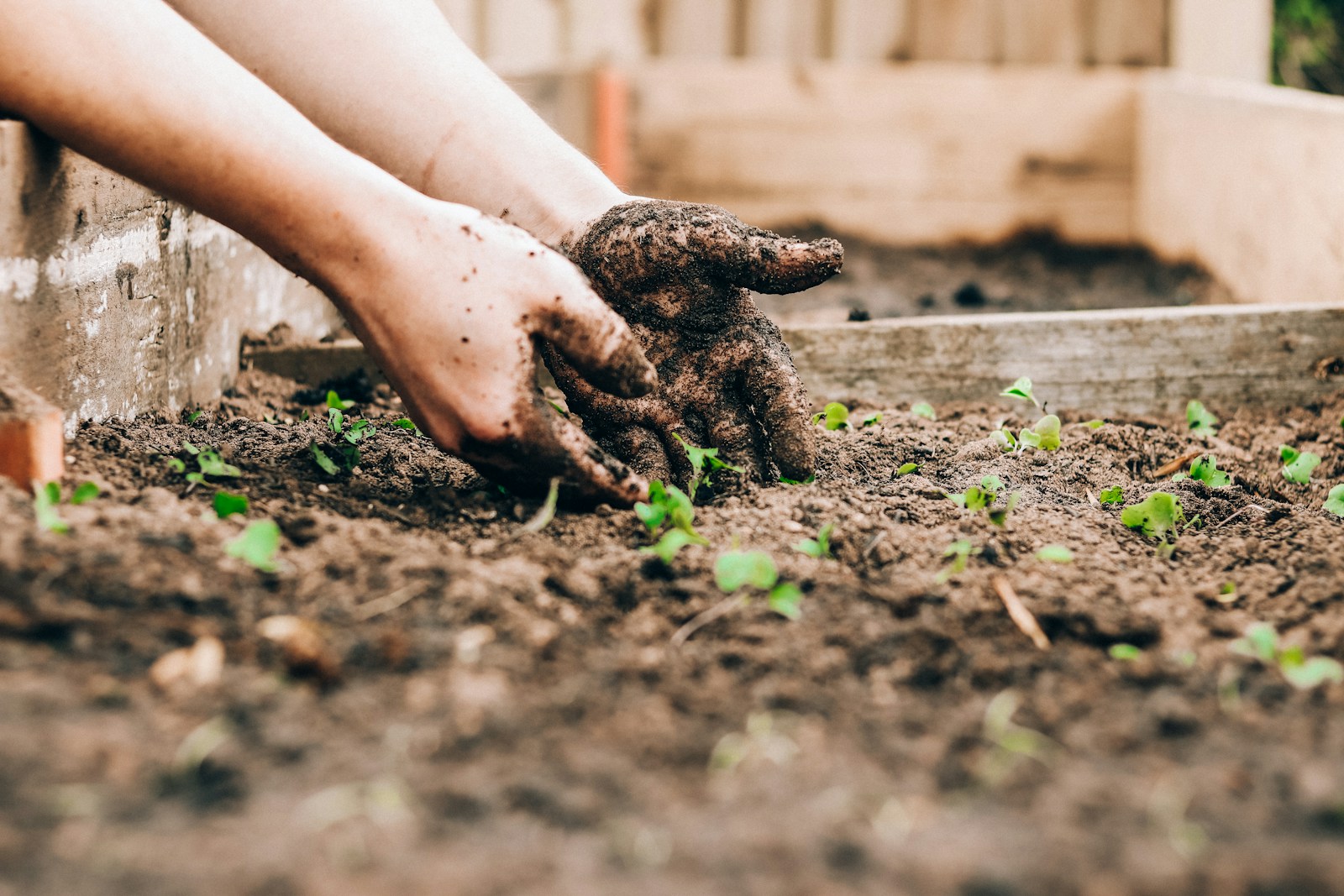 person gardening with hands in soil and some green plants