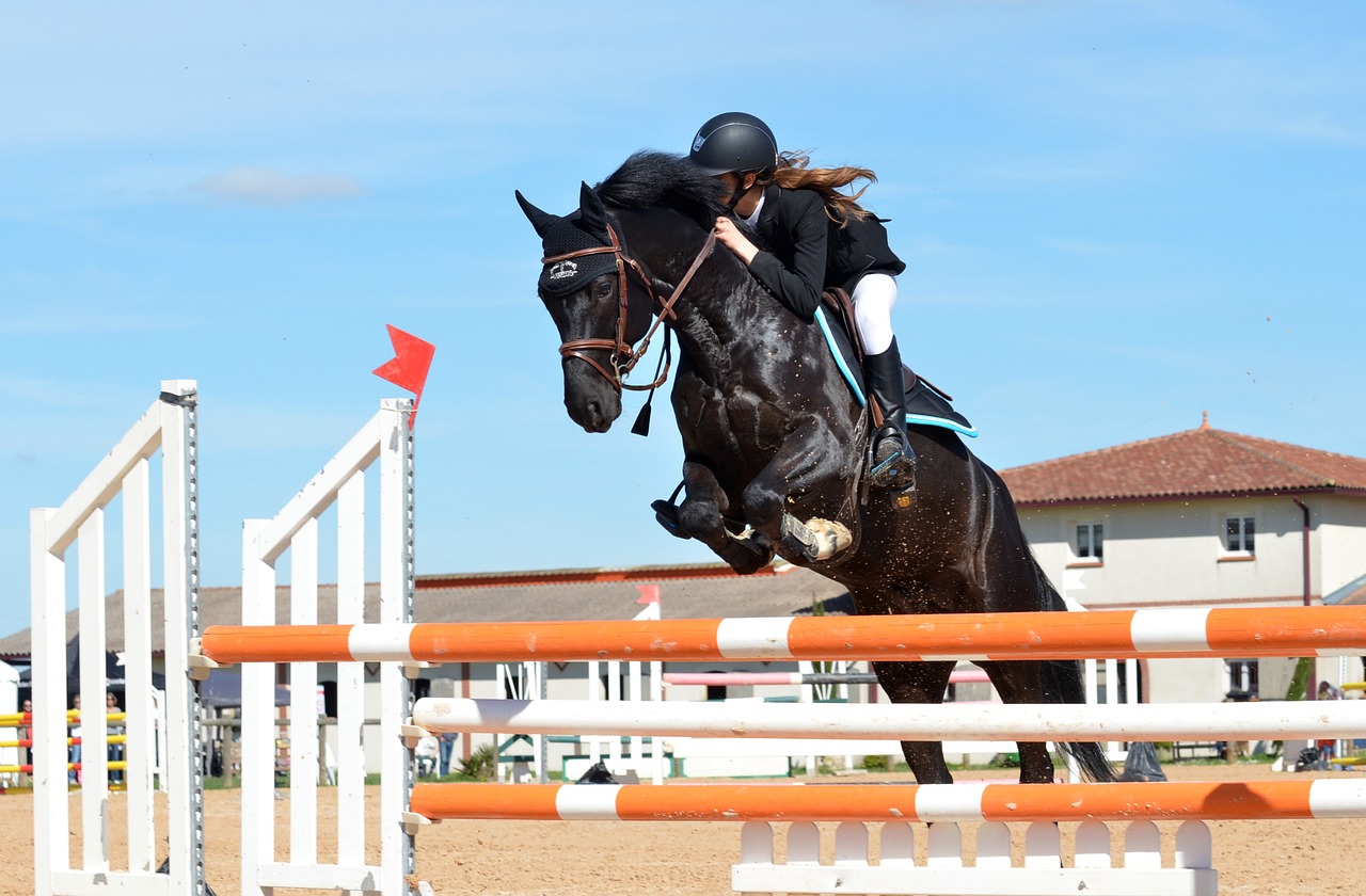horse, horse riding, jumping obstacle