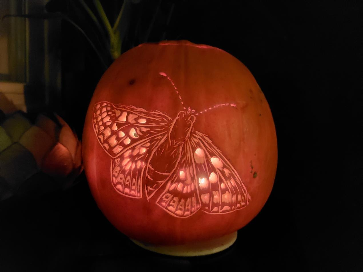carving of a moth on a pumpkin with a lit candle inside