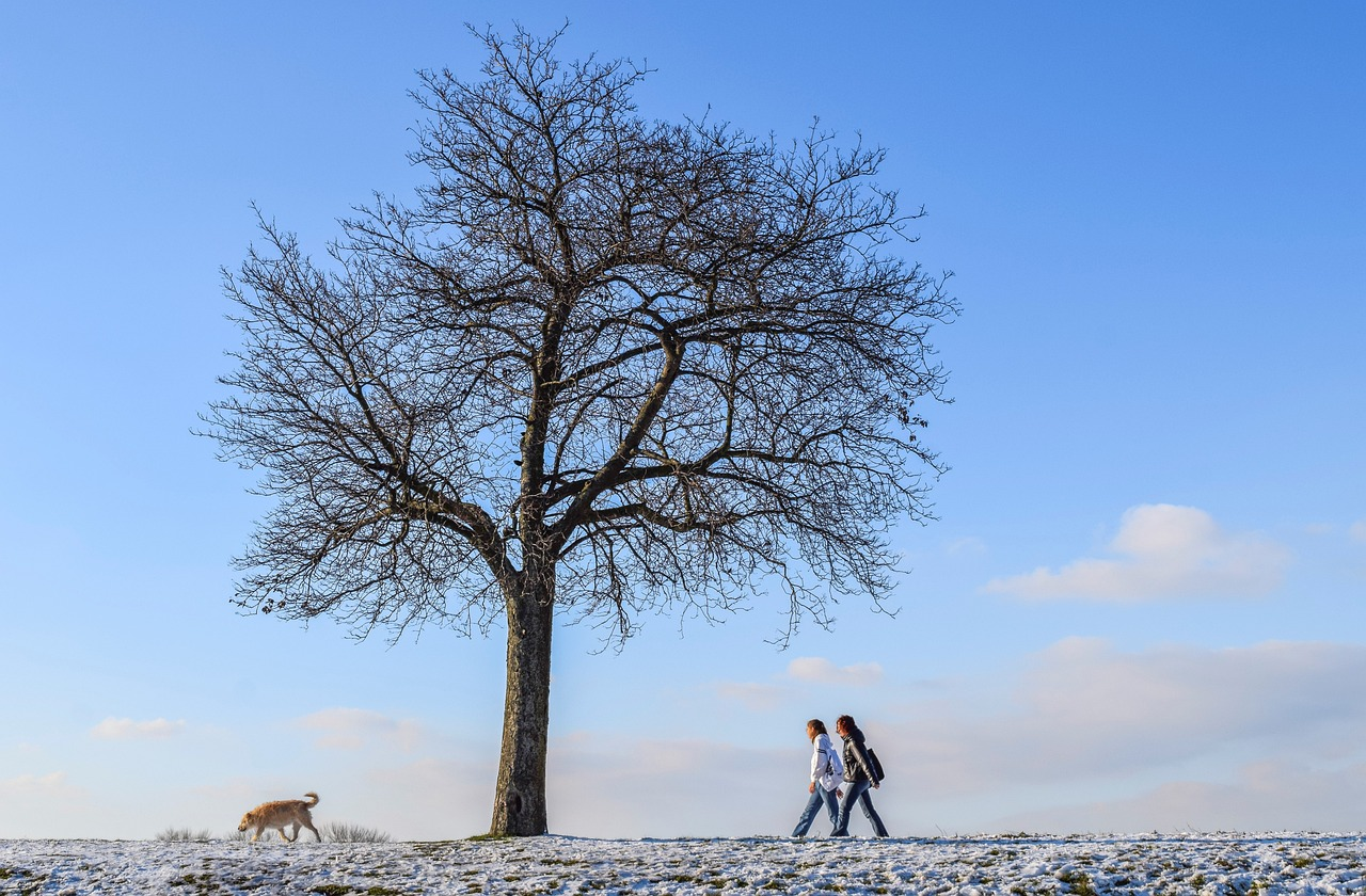 two people walking with dog on frosty day with big tree and blue sky behind