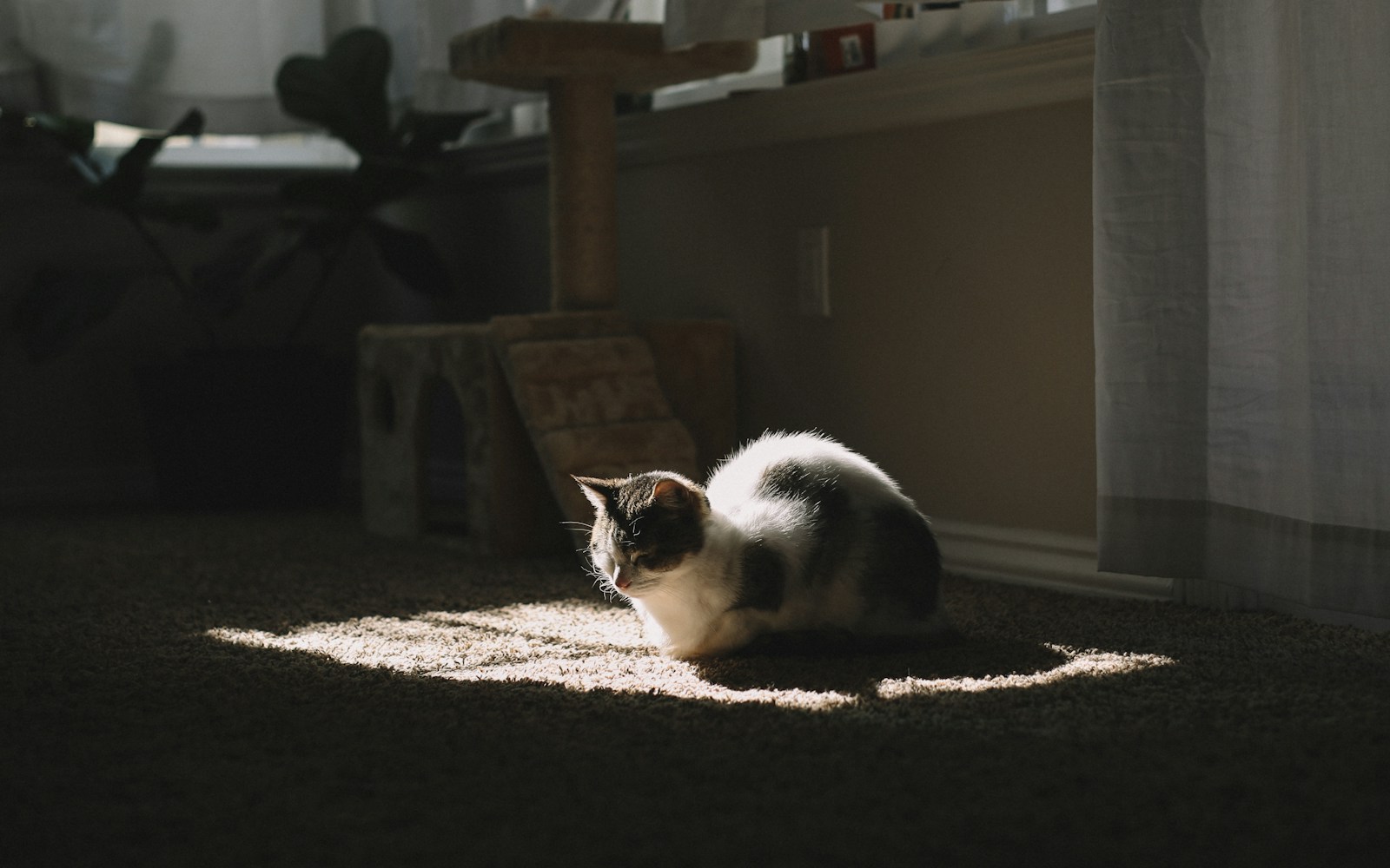 short-furred white and black cat on brown textile