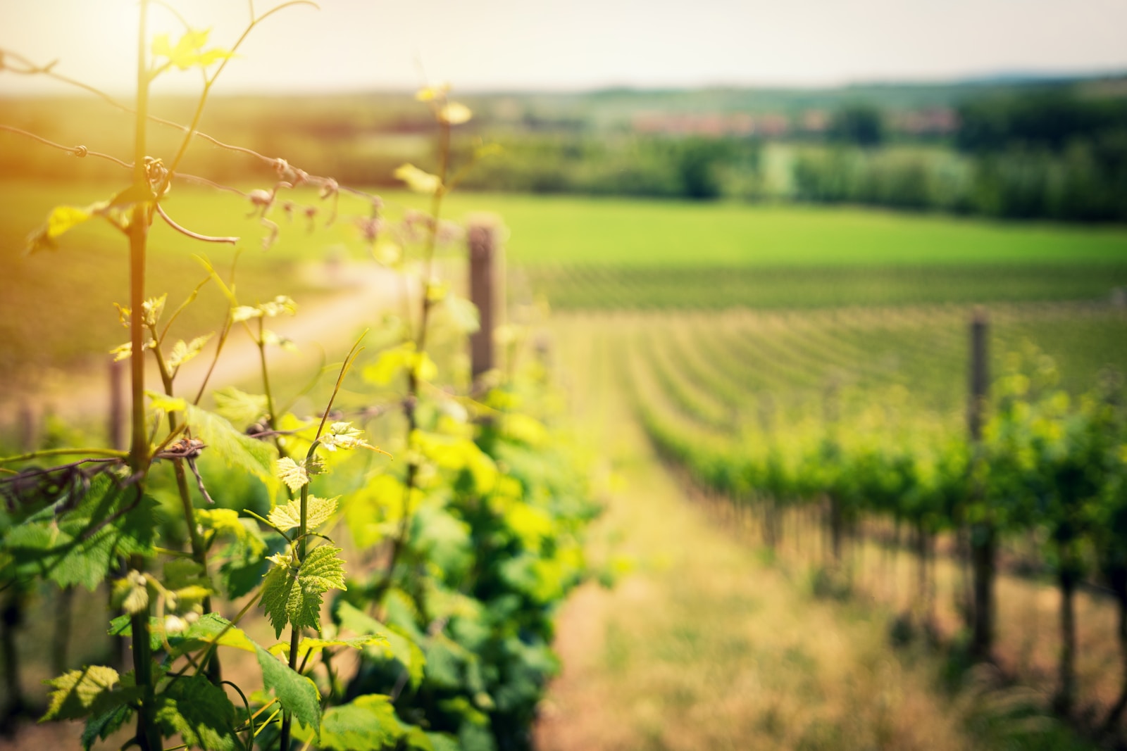 selective focus of vines at vineyeard